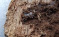 /album/clubionidae/clubiona-sp-2-jpg/